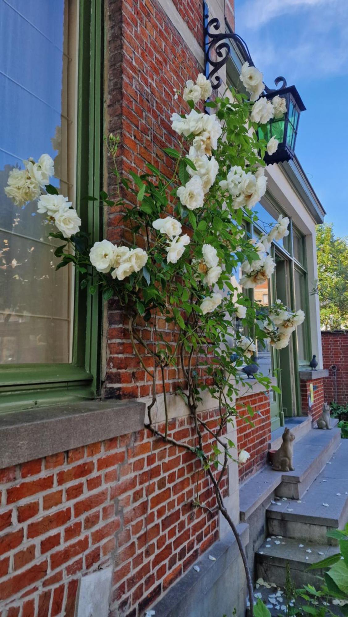 B&B Fine Fleur Bruges Extérieur photo